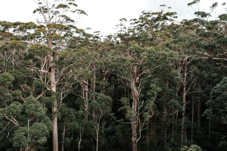 Wildlife of Dorrigo Rainforest: What Actually Shows Up Wildlife of Dorrigo Rainforest: What Actually Shows Up