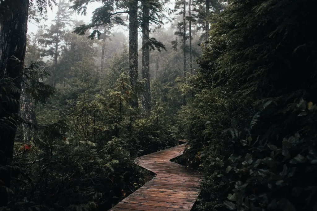 Walking Lamington Forest After Rain