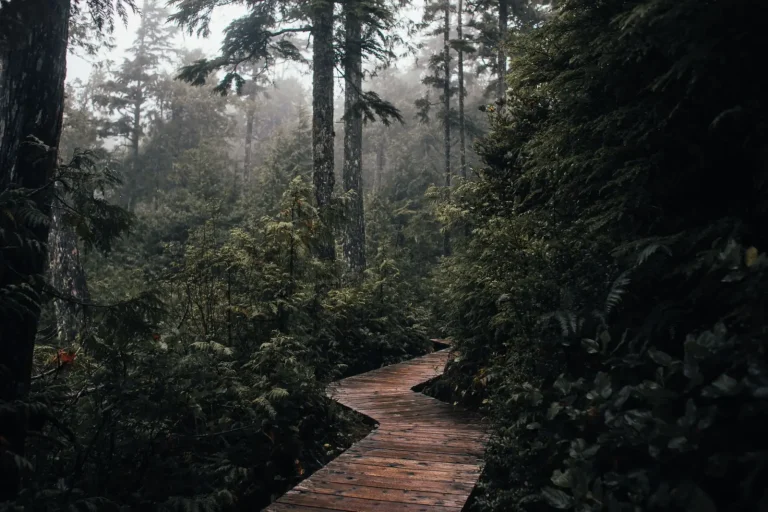 Walking Lamington Forest After Rain Walking Lamington Forest After Rain