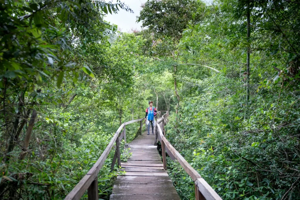 Rainforest walks near Cairns you can do alone