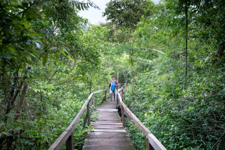 Rainforest walks near Cairns you can do alone