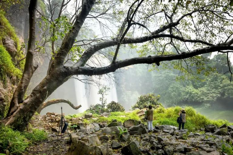 Forest Trails Around Clamshell Falls: What to Expect