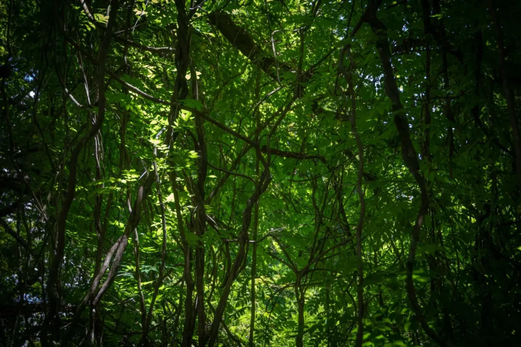 Walking Mary Cairncross: What the Forest Actually Demands
