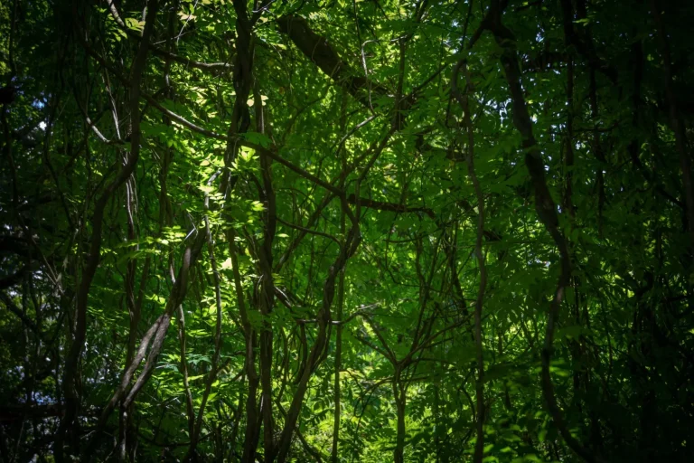 Walking Mary Cairncross: What the Forest Actually Demands Walking Mary Cairncross: What the Forest Actually Demands