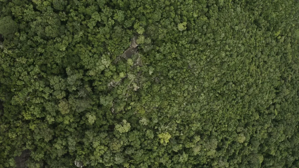 How Rainforest Trees Build Worlds Above the Ground