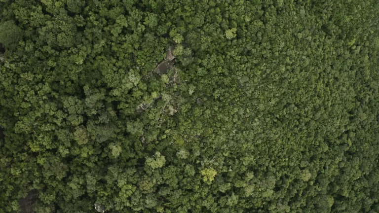 How Rainforest Trees Build Worlds Above the Ground How Rainforest Trees Build Worlds Above the Ground