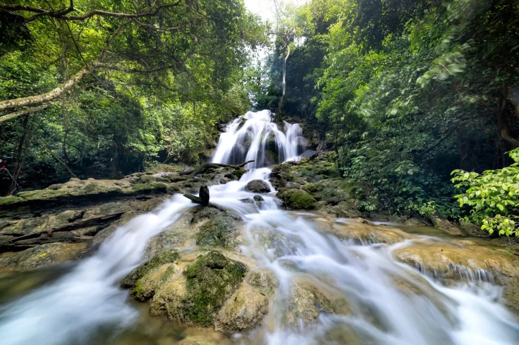How Rainforest Canopies Shield Streams from Harm