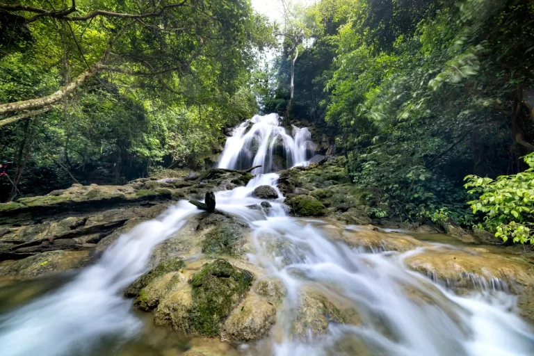 How Rainforest Canopies Shield Streams from Harm How Rainforest Canopies Shield Streams from Harm
