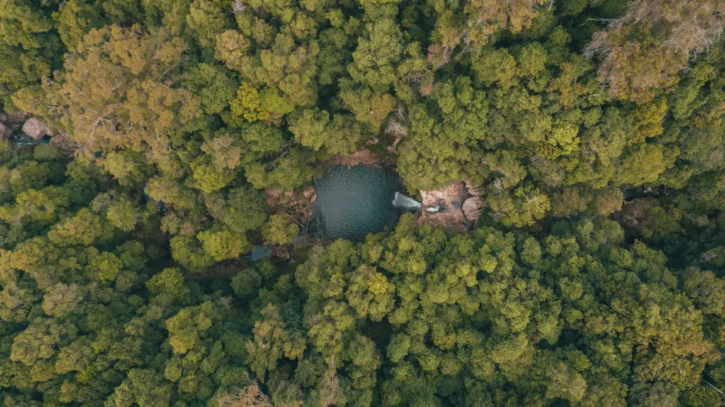 East Coast Rainforests: Where to Go and What Actually Works