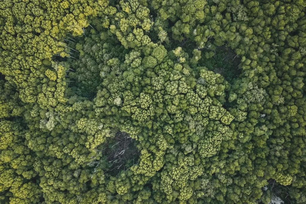What Actually Lives in the Daintree Lowlands
