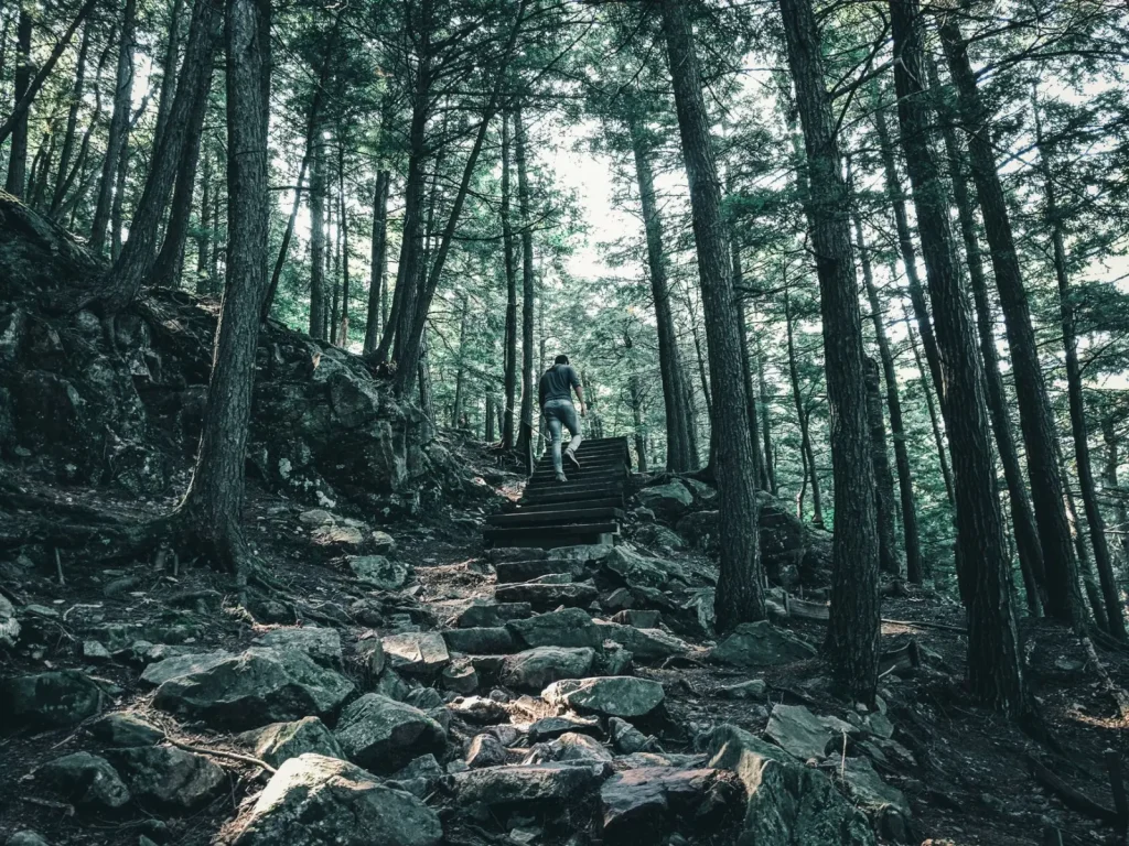 Forest Navigation Around Moran Falls