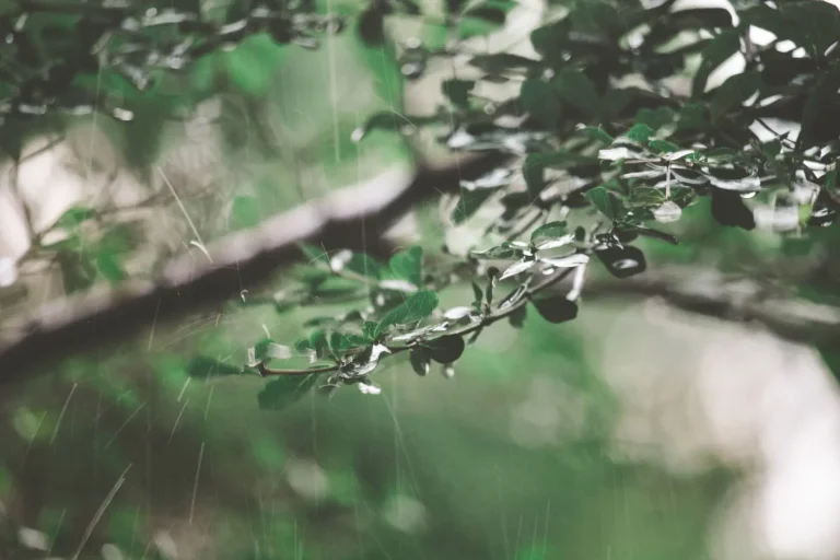 How Water Moves Through Rainforest Soil and Canopy How Water Moves Through Rainforest Soil and Canopy