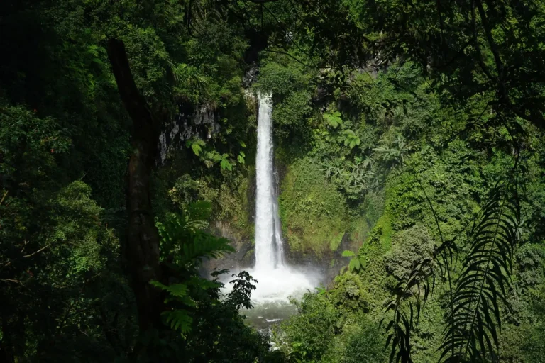 Rainforest walks near Murwillumbah: what actually works