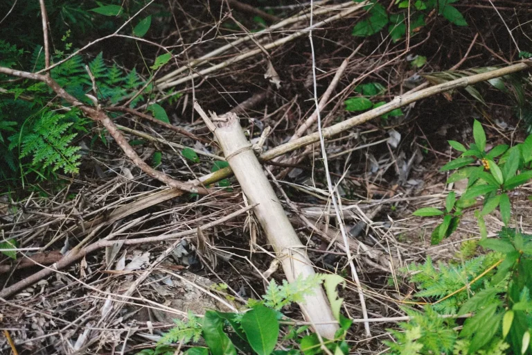 How Rainforest Trees Repair Branch Loss