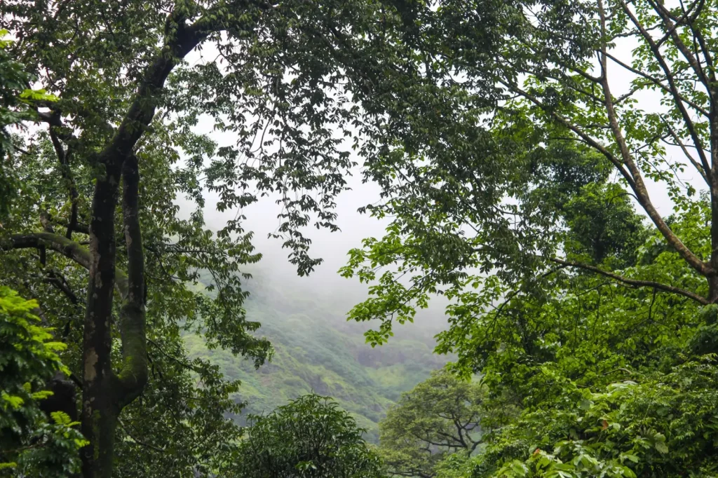 Walking Kondalilla's Forest Trails: What the Park Actually Demands