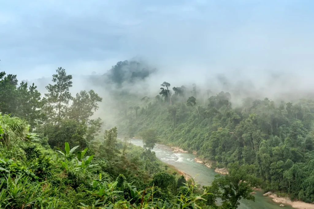 Why Rainforest Valleys Stay Cooler Than Surrounding Land