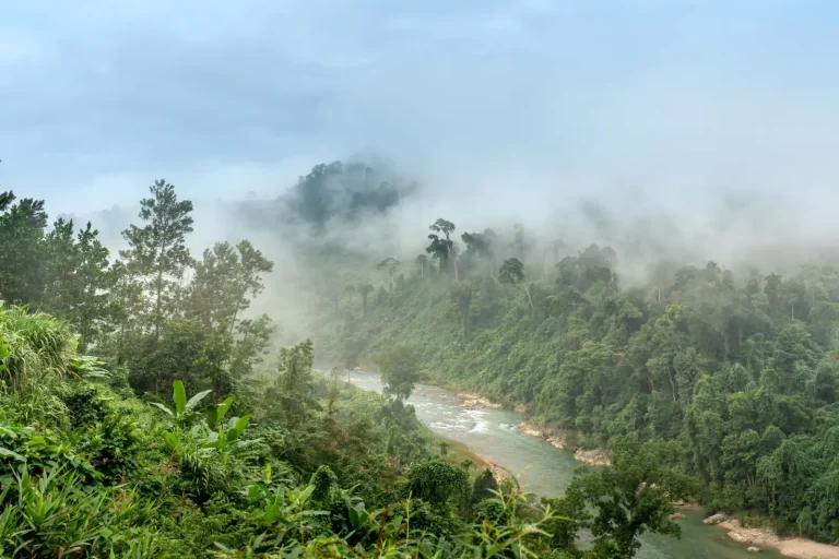 Why Rainforest Valleys Stay Cooler Than Surrounding Land Why Rainforest Valleys Stay Cooler Than Surrounding Land