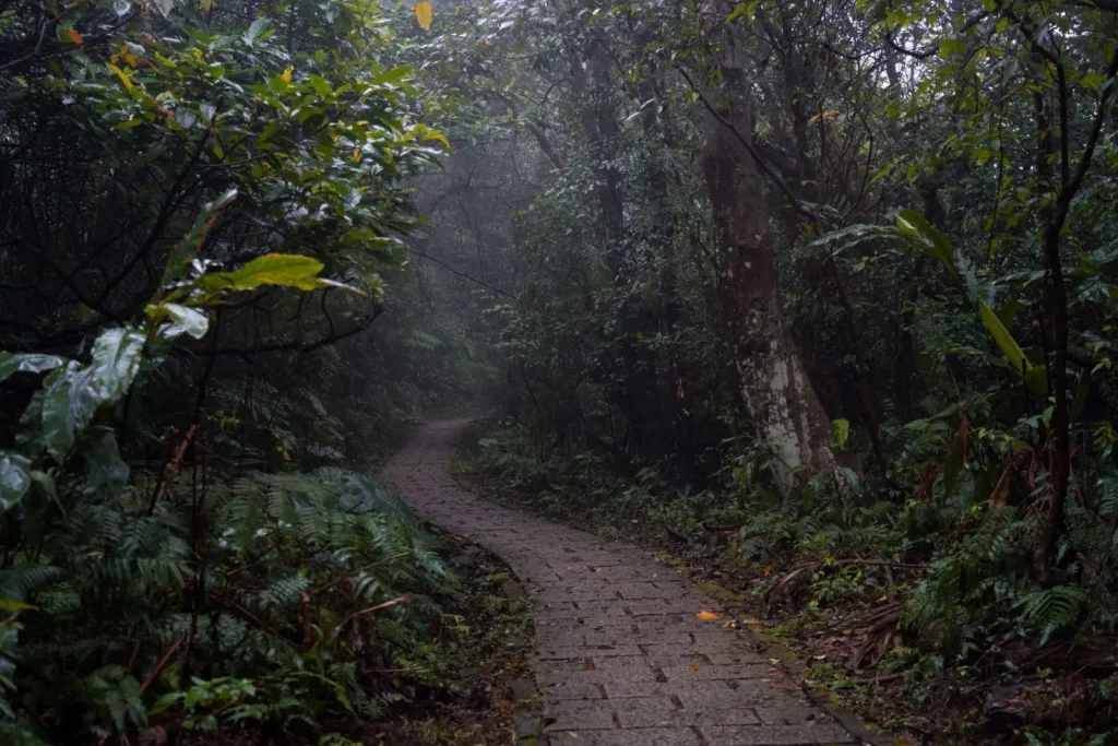 Walking Mapleton National Park: What the Forest Actually Demands