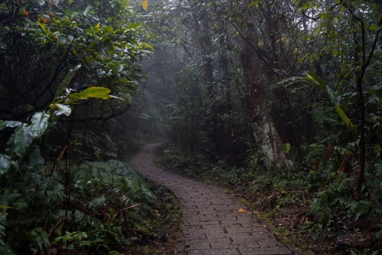 Walking Mapleton National Park: What the Forest Actually Demands