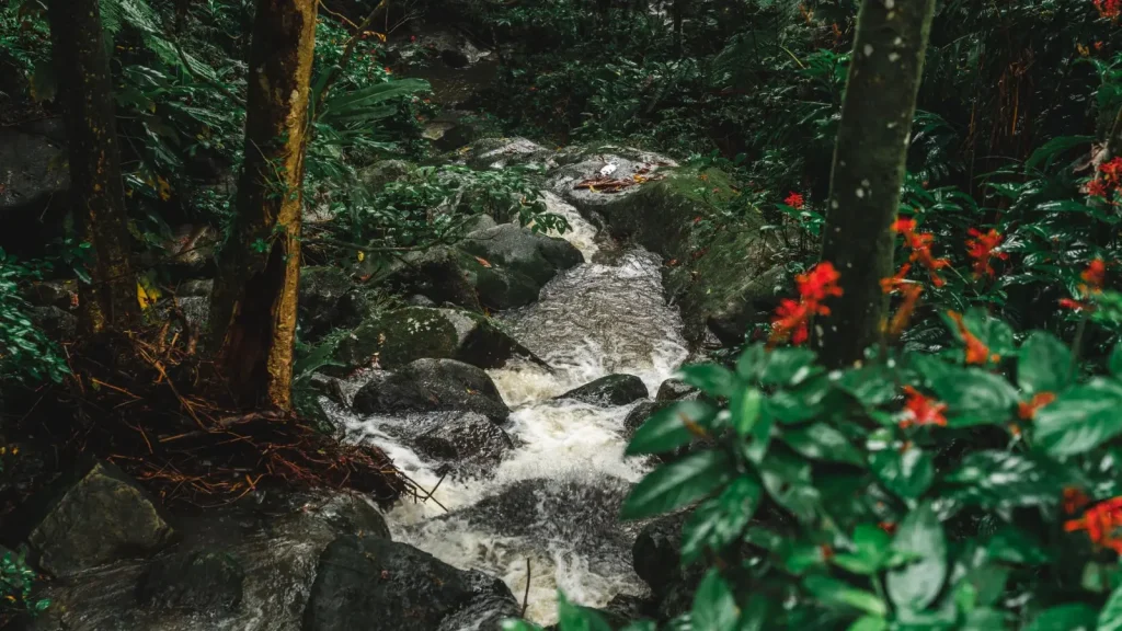 How Rainforest Streams Shift During Heavy Rain