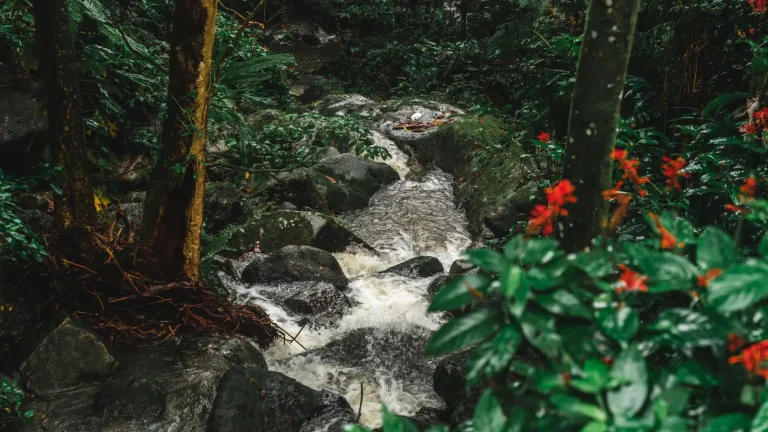 How Rainforest Streams Shift During Heavy Rain