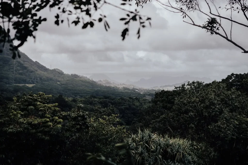 Rainforest Walks That Actually Deliver Views