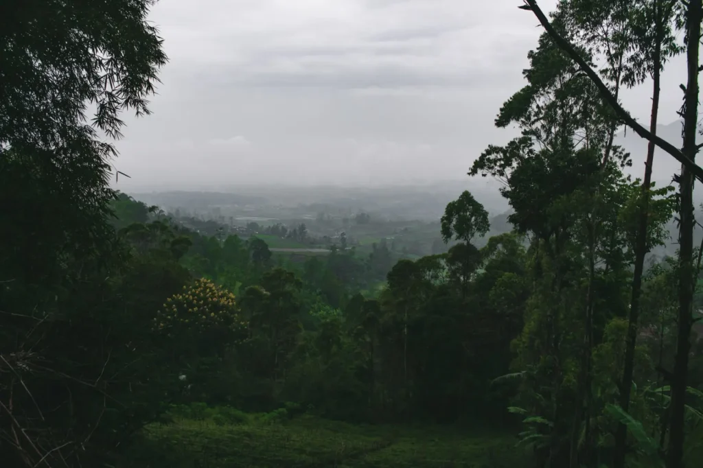 Rainforest Views Worth the Drive in Scenic Rim