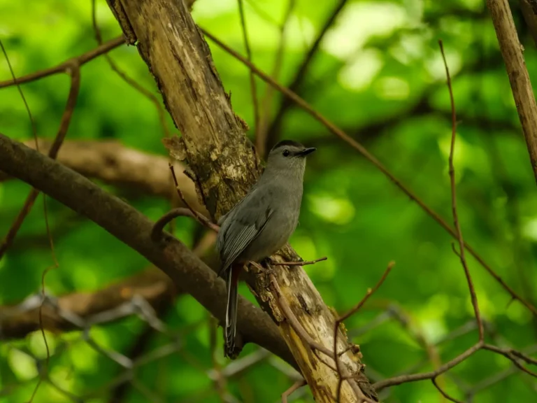 Green Catbirds of Australian Rainforests Green Catbirds of Australian Rainforests