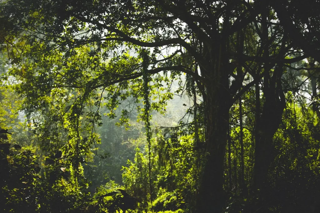 Walking Lamington Plateau's Ancient Rainforest