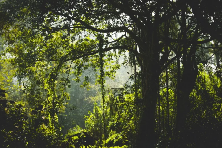 Walking Lamington Plateau's Ancient Rainforest