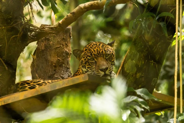 Rainforest Corridors: Why Fragmented Habitats Fail Wildlife