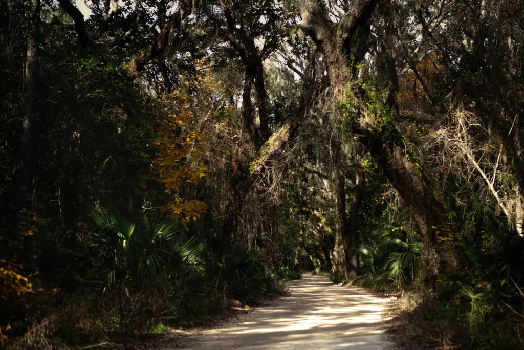 Walking Bellingen's Forest Trails: What the Terrain Actually Demands