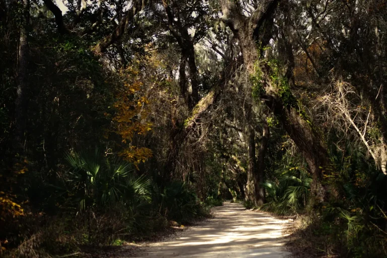 Walking Bellingen's Forest Trails: What the Terrain Actually Demands Walking Bellingen's Forest Trails: What the Terrain Actually Demands