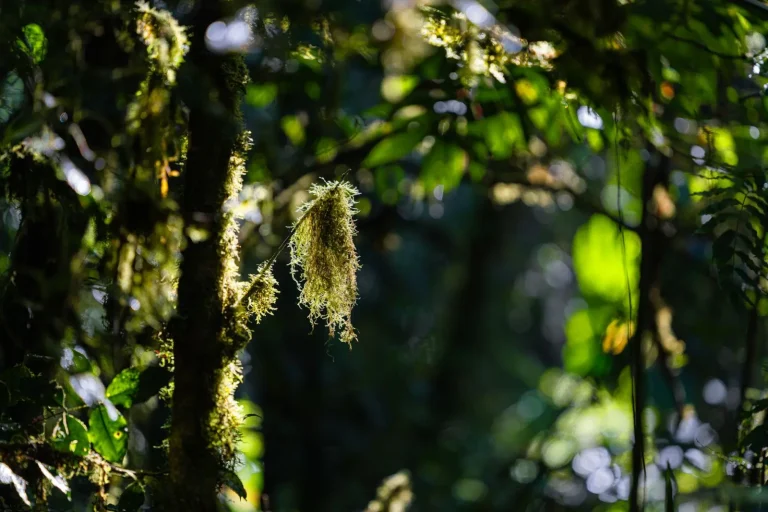 Why Rainforest Air Feels Cooler and More Humid Why Rainforest Air Feels Cooler and More Humid
