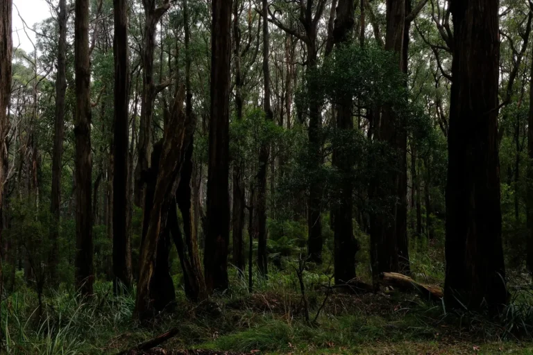 Navigating the Forest Around Minyon Grass Navigating the Forest Around Minyon Grass