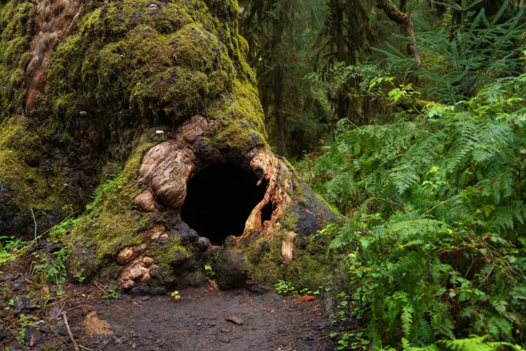 Why Rainforest Trees Hollow Out From the Inside Why Rainforest Trees Hollow Out From the Inside