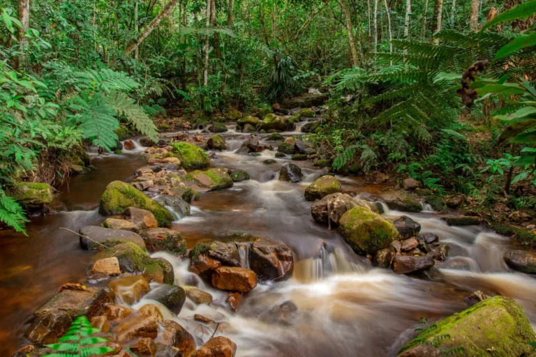 Rainforest Walks Where Water Shapes the Trail