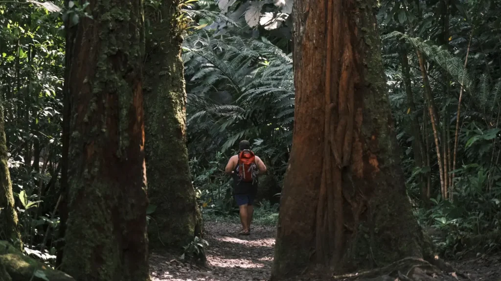 Walking Rainforests When It's Wet