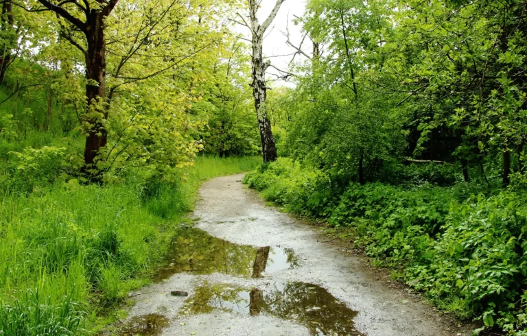 Walking the Conondale Range: What the Forest Actually Demands