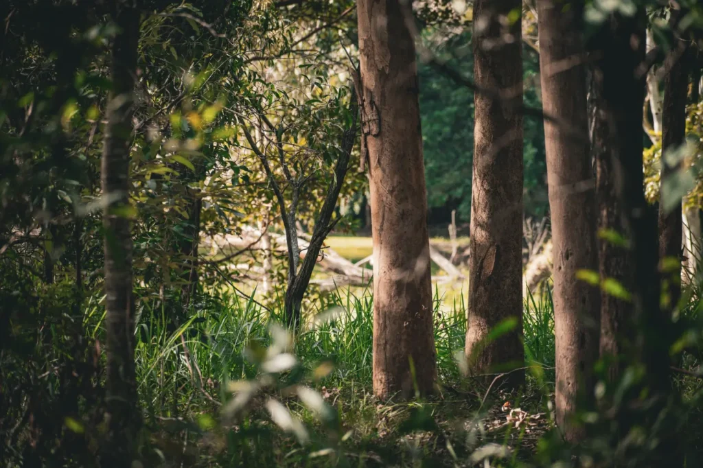 Walking Booloumba Creek's Forest: What the Land Actually Reveals