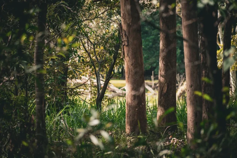 Walking Booloumba Creek's Forest: What the Land Actually Reveals Walking Booloumba Creek's Forest: What the Land Actually Reveals