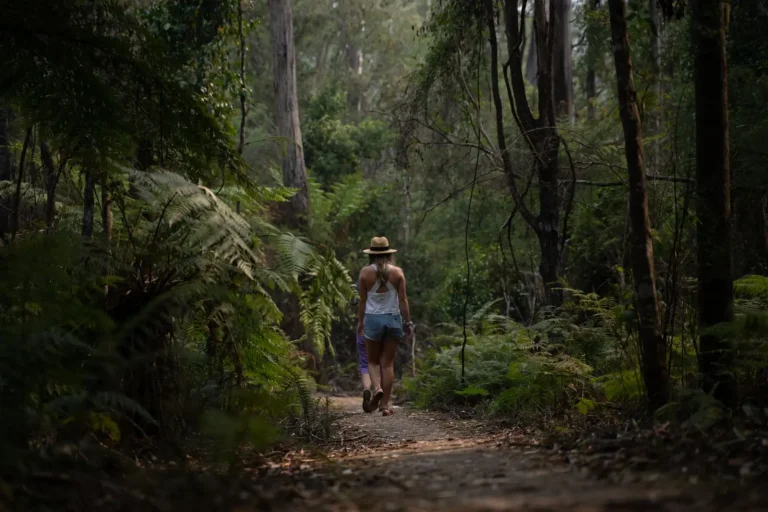 Rainforest Walks Near Noosa: What Actually Works