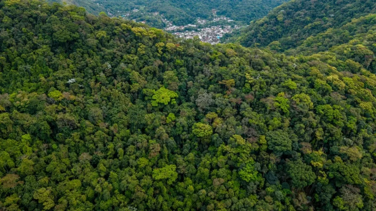 How Rainforest Canopies Trap and Redirect Rainfall