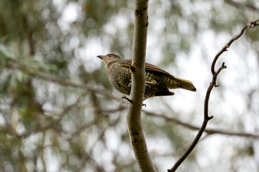 Satin Bowerbirds of Australia's Rainforests
