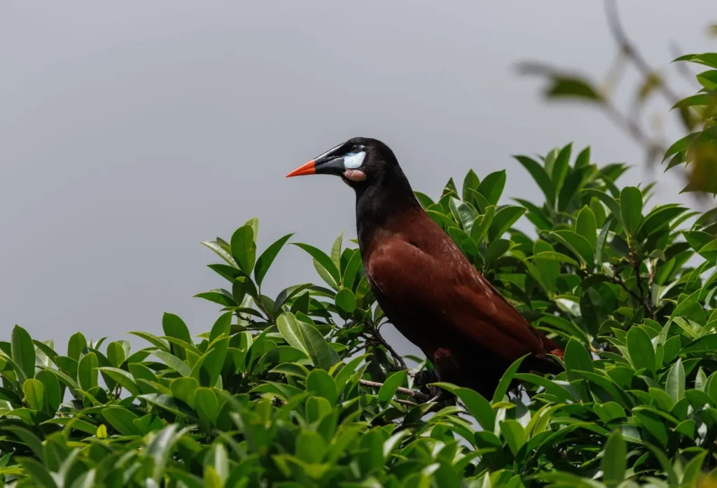 How Rainforest Birds Partition the Canopy