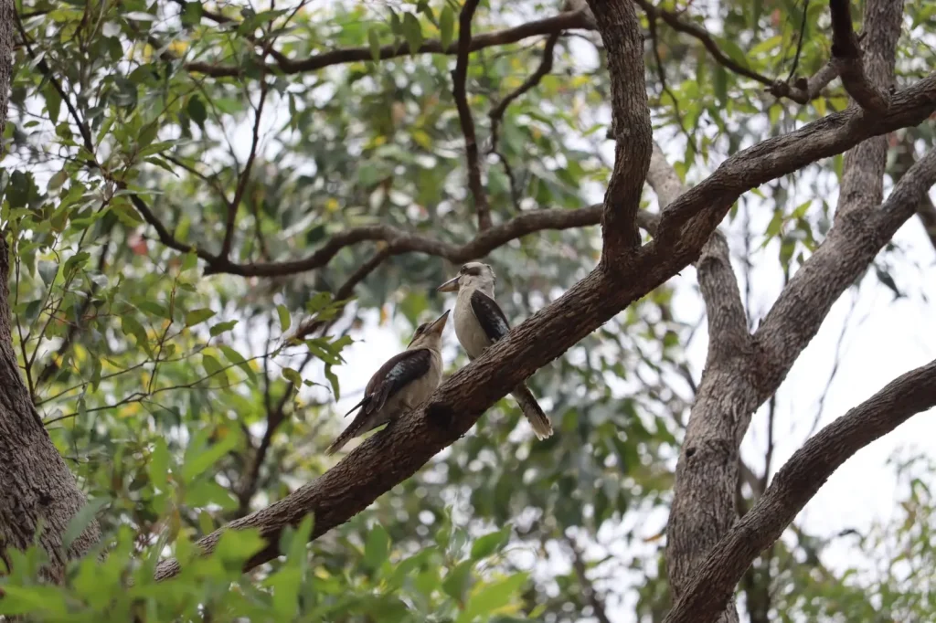 Wildlife of the Blackall Range: What You'll Actually Encounter