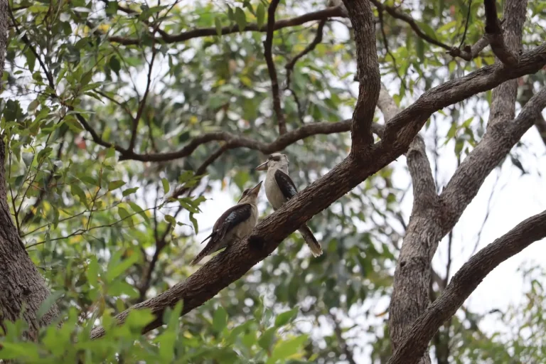 Wildlife of the Blackall Range: What You'll Actually Encounter Wildlife of the Blackall Range: What You'll Actually Encounter