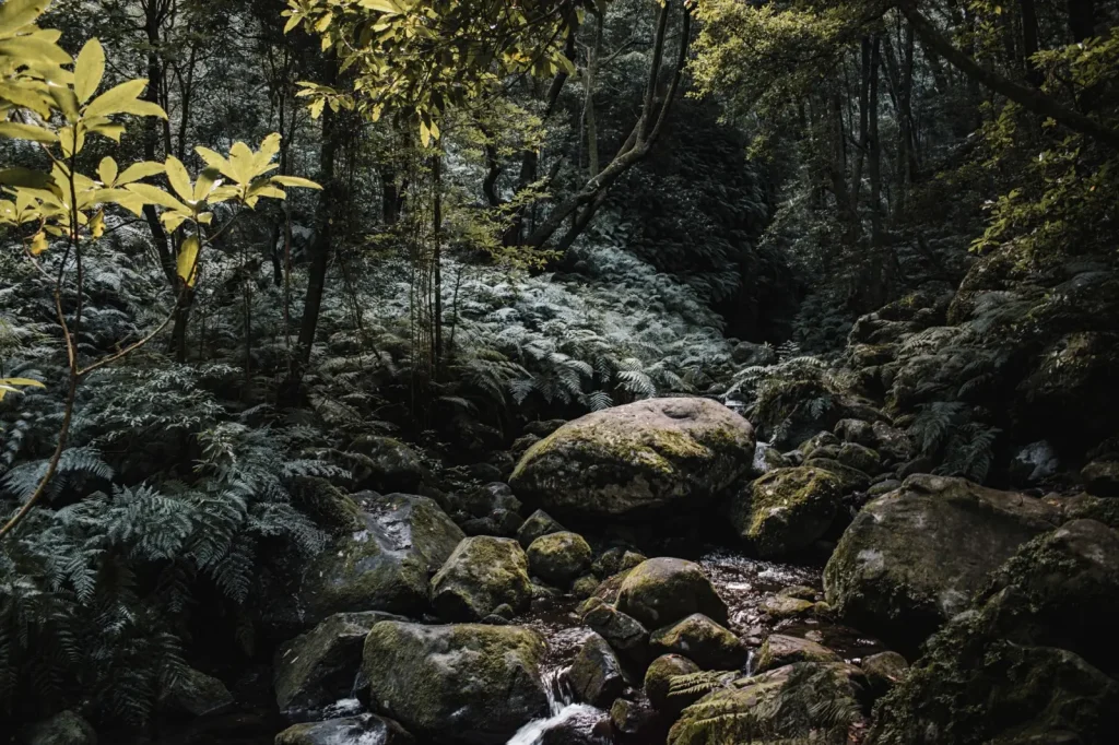 Forest Walking Around Booloumba Falls