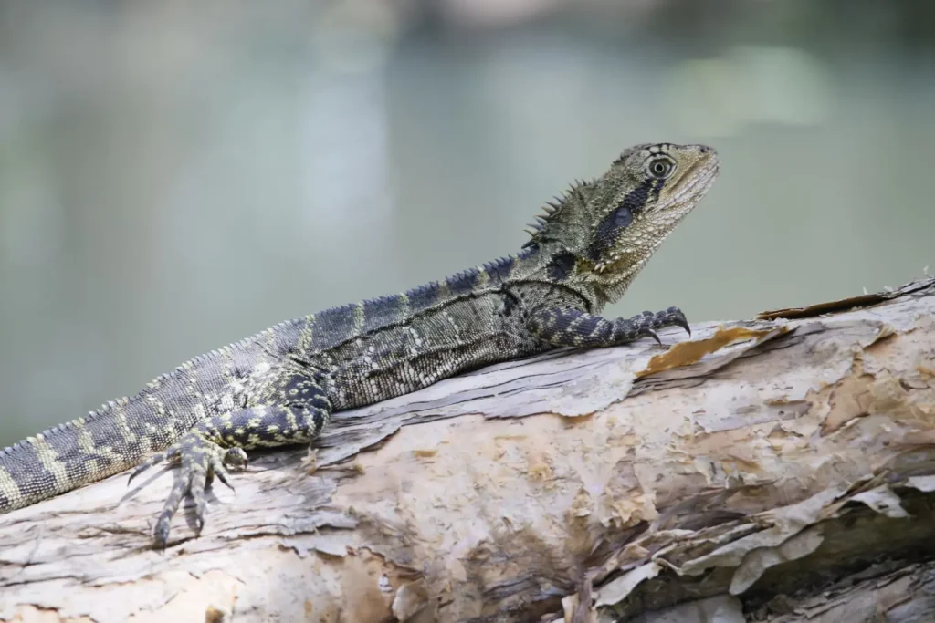 Water Dragons of Australian Rainforests: Behavior in Their Natural Habitat