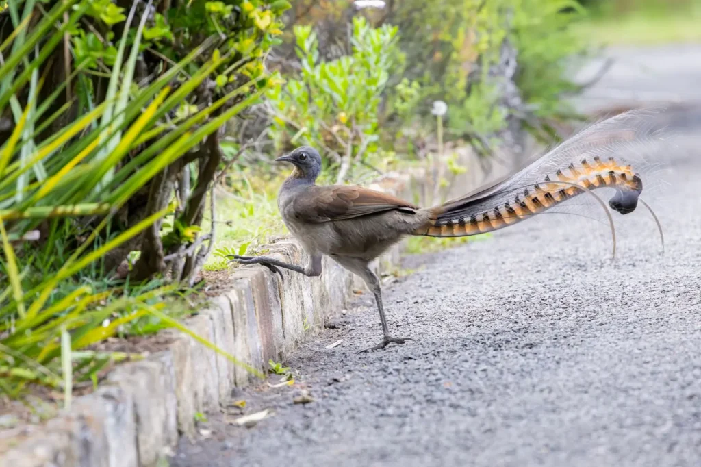 Lyrebird Mimicry in Australian Rainforests
